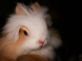 cloe